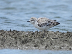 Charadrius dealbatus