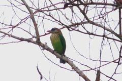 Psilopogon viridis