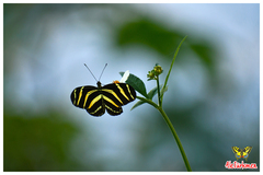 Heliconius charithonia vazquezae