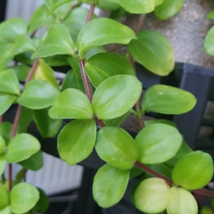 Cotoneaster hjelmqvistii