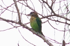 Psilopogon viridis