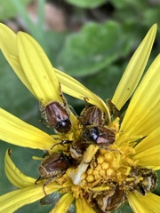 Melolonthinae