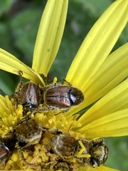 Melolonthinae