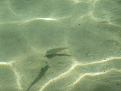 Mullus barbatus