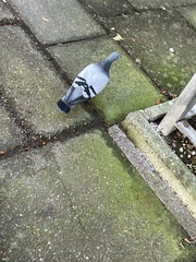 Columba livia domestica