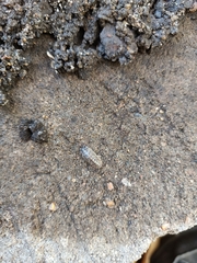 Armadillidium versicolor