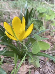 Sternbergia lutea lutea
