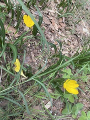 Sternbergia lutea lutea