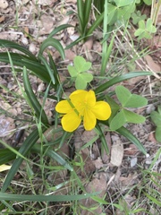 Sternbergia lutea lutea