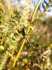 Argiope bruennichi