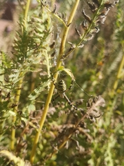 Argiope bruennichi