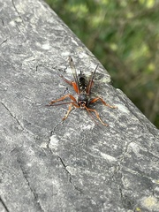 Echthromorpha intricatoria