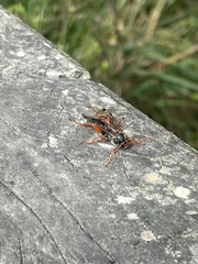 Echthromorpha intricatoria