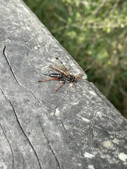 Echthromorpha intricatoria