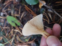 Paralepista