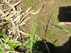 Festuca myuros
