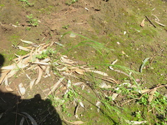 Festuca myuros