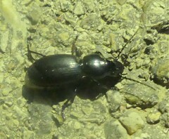 Nycterinus