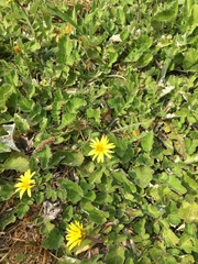 Arctotheca prostrata