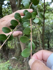 Syzygium elliptifolium