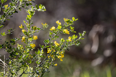 Genista monspessulana
