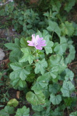 Malva sylvestris