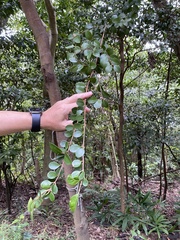 Syzygium elliptifolium