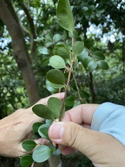 Syzygium elliptifolium