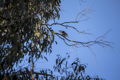 Philemon corniculatus