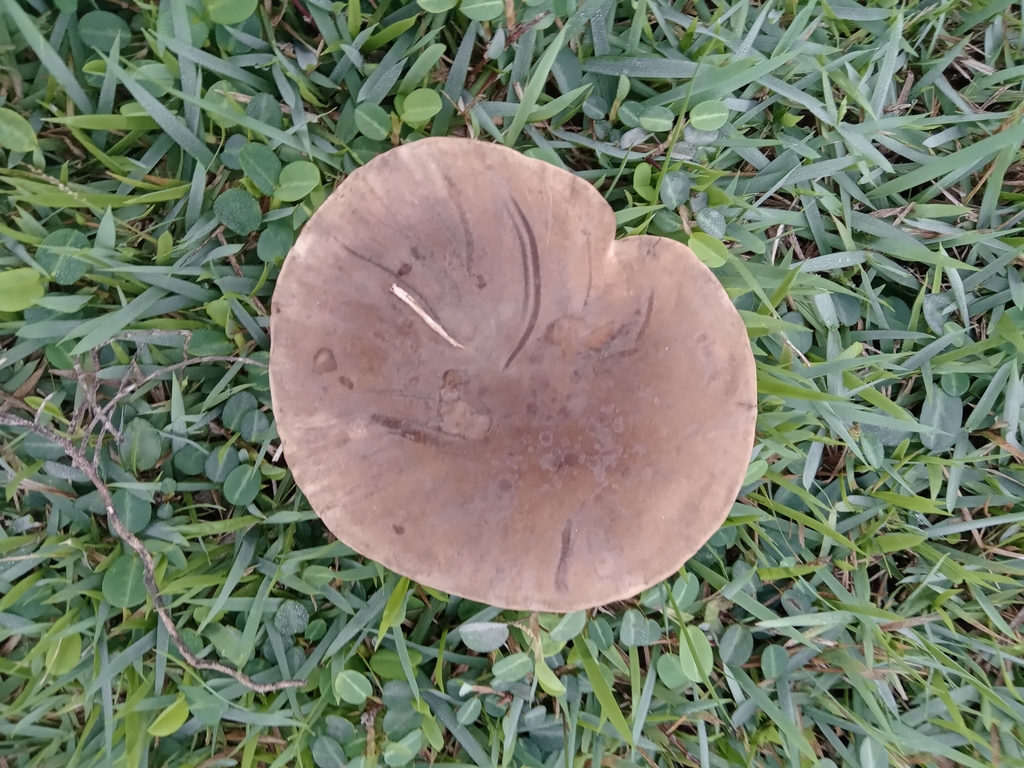 Phlebopus beniensis