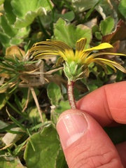 Arctotheca prostrata