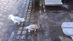 Larus argentatus