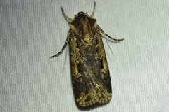 Feltia subterranea