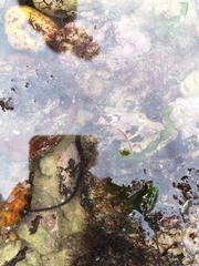 Syngnathidae