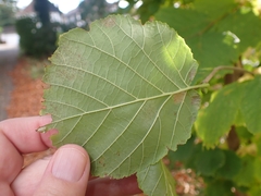 Phyllactinia guttata