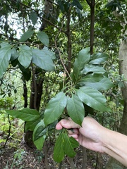 Aidia cochinchinensis