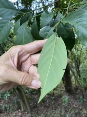 Aidia cochinchinensis
