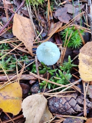 Stropharia caerulea