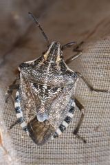 Codophila varia