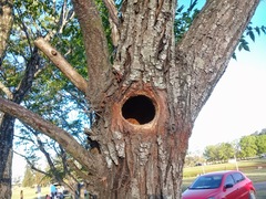 Colaptes campestris campestroides