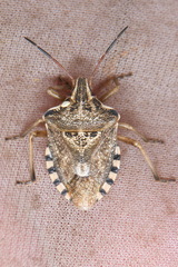 Codophila varia