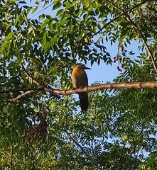 Colaptes campestris campestroides