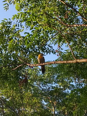 Colaptes campestris campestroides