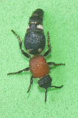 Odontomutilla