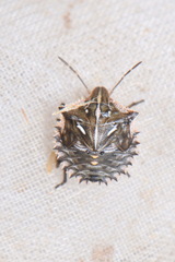 Ancyrosoma leucogrammes