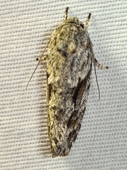 Agriophara confertella