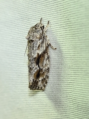 Agriophara confertella