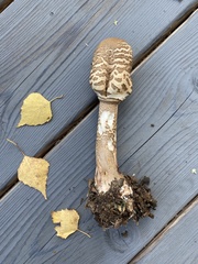 Macrolepiota