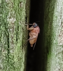 Phoridae