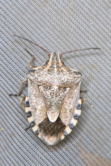 Codophila varia